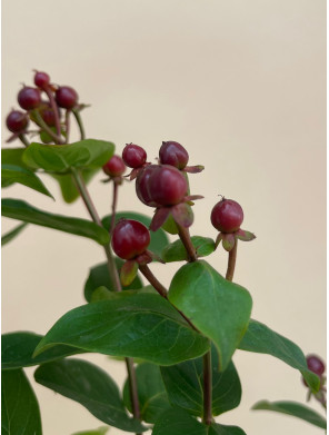 HYPERICUM ENCARNADO