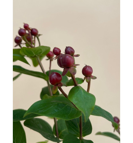 HYPERICUM ENCARNADO