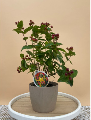 HYPERICUM ENCARNADO