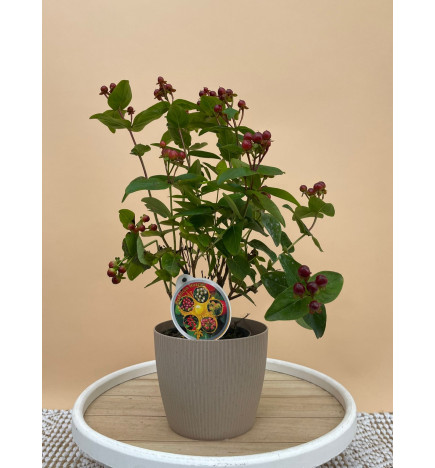 HYPERICUM ENCARNADO