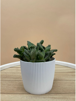 LITHOPS