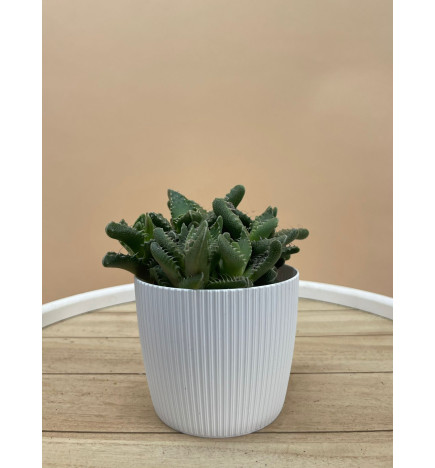 LITHOPS