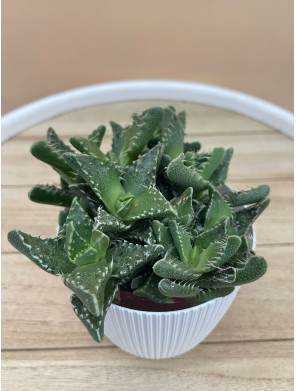 LITHOPS