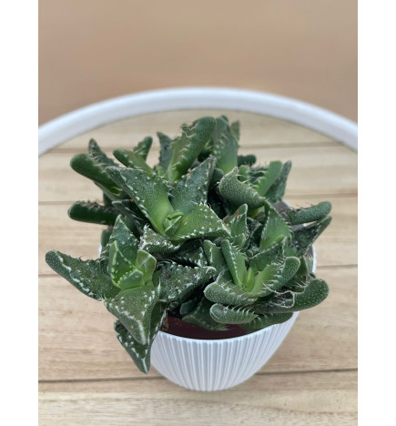 LITHOPS