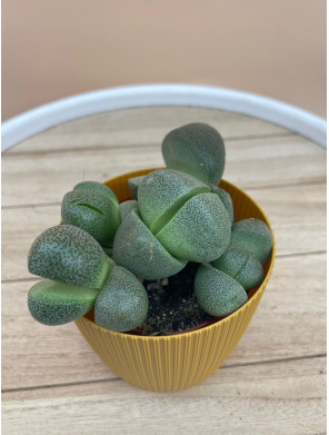 LITHOPS