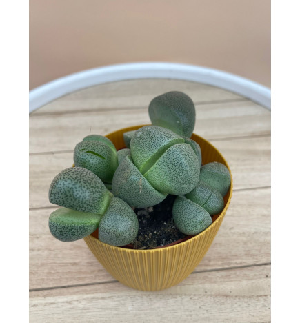 LITHOPS