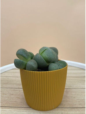 LITHOPS