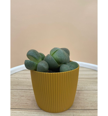 LITHOPS