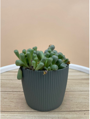 LITHOPS