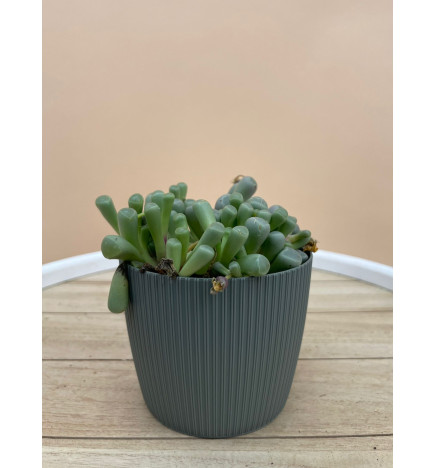 LITHOPS