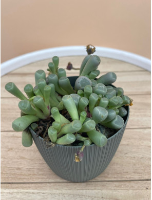 LITHOPS