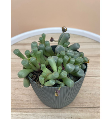 LITHOPS