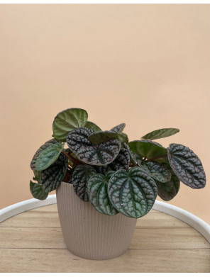 PEPEROMIA LUCINDA