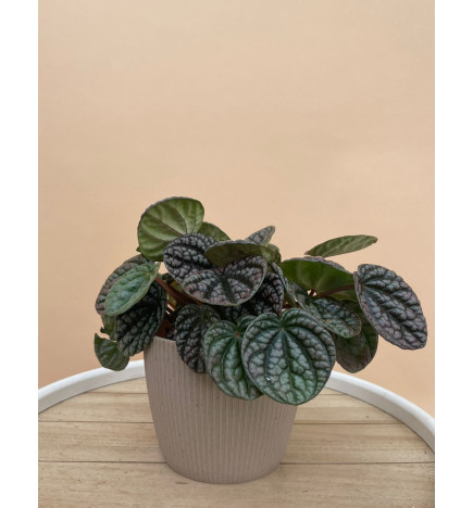 PEPEROMIA LUCINDA