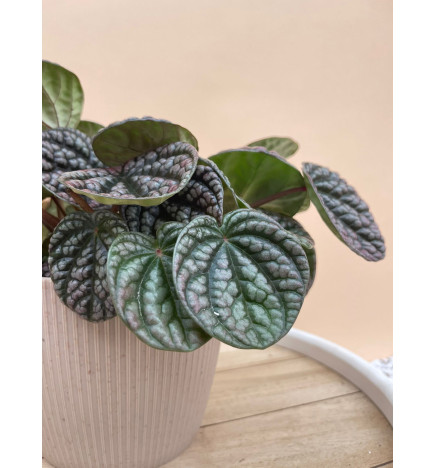 PEPEROMIA LUCINDA
