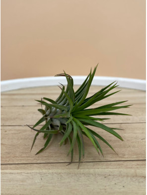 TILLANDSIA IONANTHA