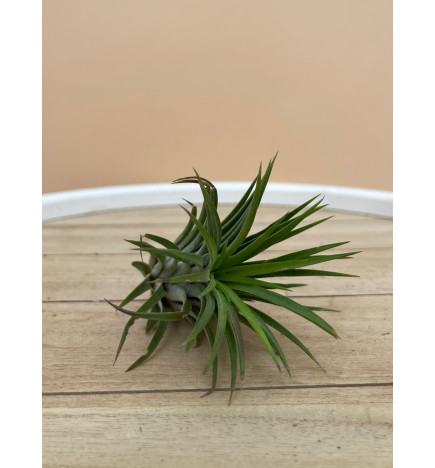 TILLANDSIA IONANTHA