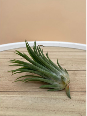 TILLANDSIA IONANTHA