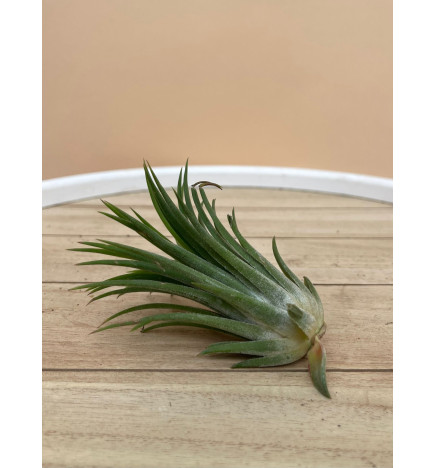 TILLANDSIA IONANTHA