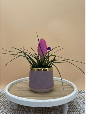 TILLANDSIA CYANEA VINCENT