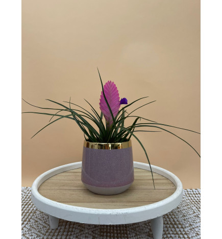 TILLANDSIA CYANEA VINCENT