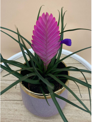 TILLANDSIA CYANEA VINCENT