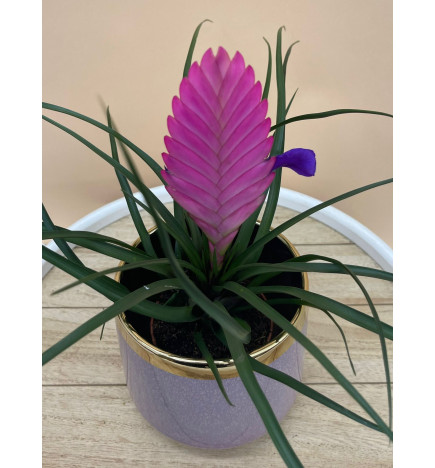 TILLANDSIA CYANEA VINCENT