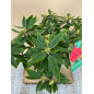RHODODENDRON HIBRIDO VULCAN