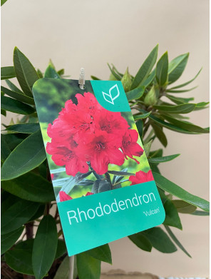 RHODODENDRON HIBRIDO VULCAN