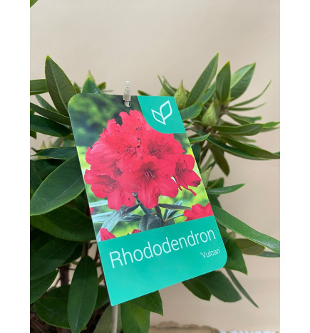 RHODODENDRON HIBRIDO VULCAN
