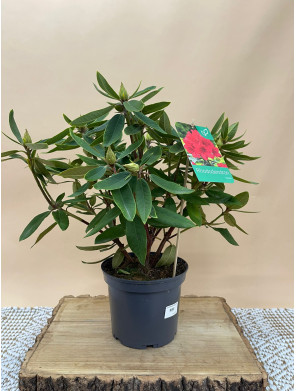 RHODODENDRON HIBRIDO VULCAN