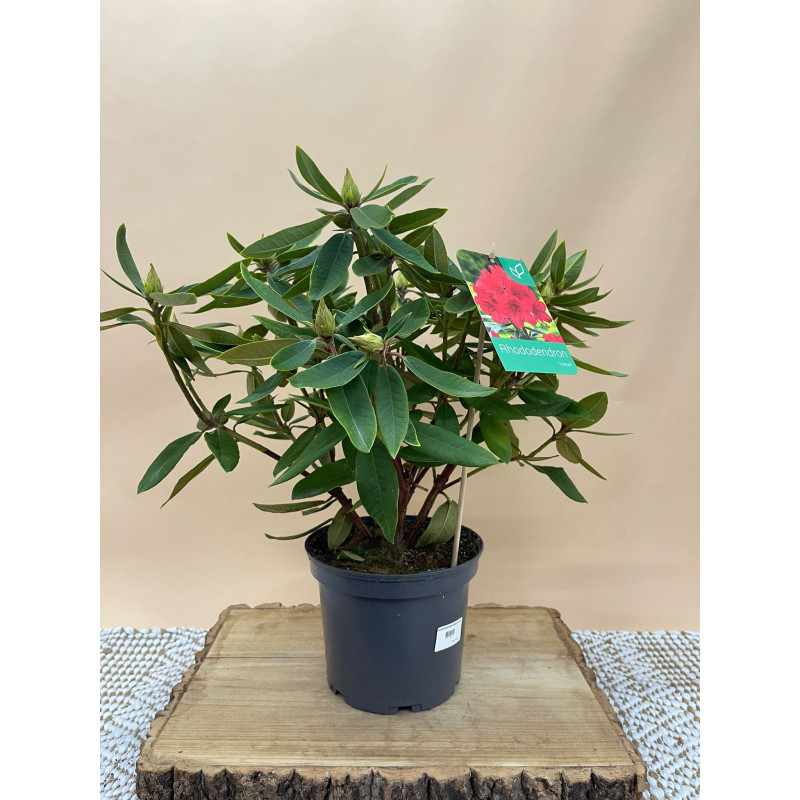 RHODODENDRON HIBRIDO VULCAN