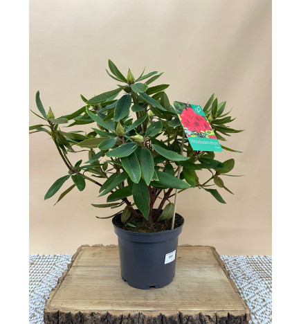 RHODODENDRON HIBRIDO VULCAN