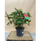 RHODODENDRON HIBRIDO VULCAN