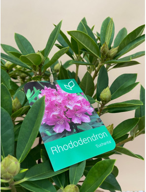 RHODODENDRON HIBRIDO EUCHARITIS