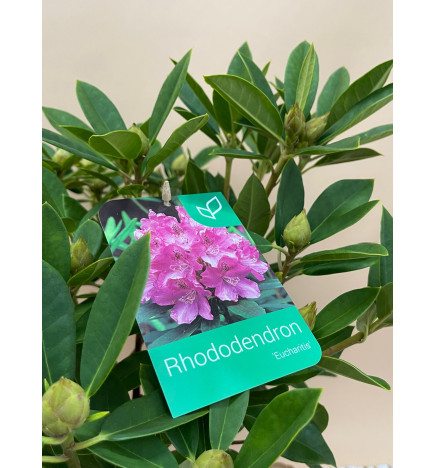 RHODODENDRON HIBRIDO EUCHARITIS
