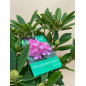 RHODODENDRON HIBRIDO EUCHARITIS