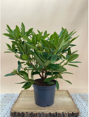 RHODODENDRON HIBRIDO EUCHARITIS