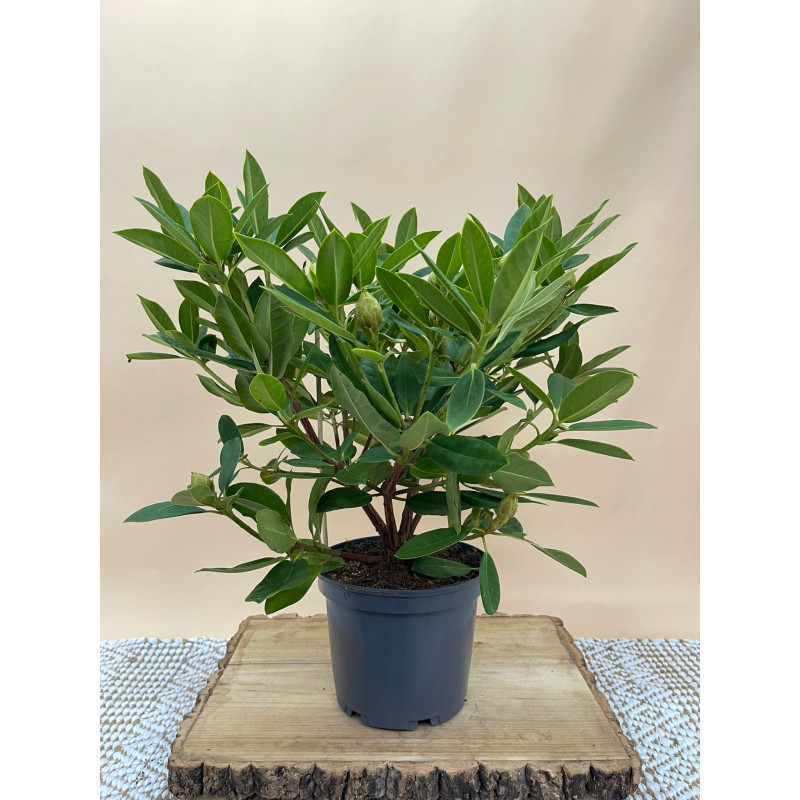 RHODODENDRON HIBRIDO EUCHARITIS