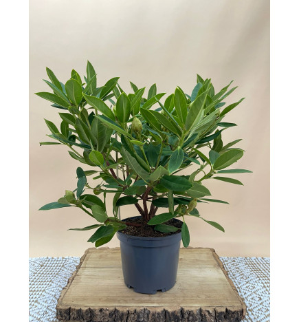 RHODODENDRON HIBRIDO EUCHARITIS