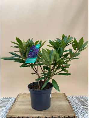 RHODODENDRON HIBRIDO MARCEL MENARD