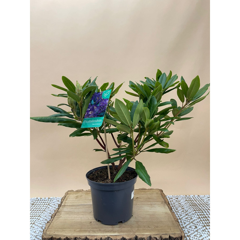 RHODODENDRON HIBRIDO MARCEL MENARD