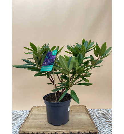 RHODODENDRON HIBRIDO MARCEL MENARD