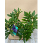 RHODODENDRON HIBRIDO MARCEL MENARD