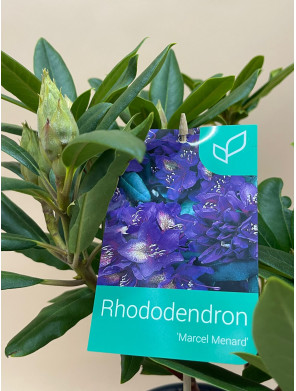 RHODODENDRON HIBRIDO MARCEL MENARD