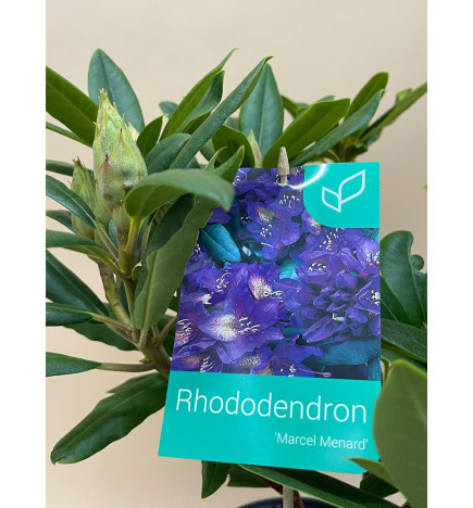 RHODODENDRON HIBRIDO MARCEL MENARD