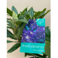 RHODODENDRON HIBRIDO MARCEL MENARD
