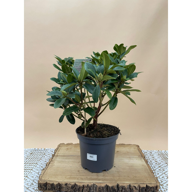 RHODODENDRON HIBRIDO METALLICA