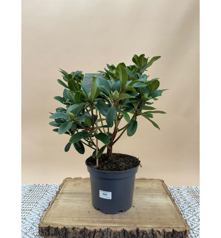 RHODODENDRON HIBRIDO METALLICA