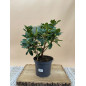 RHODODENDRON HIBRIDO METALLICA